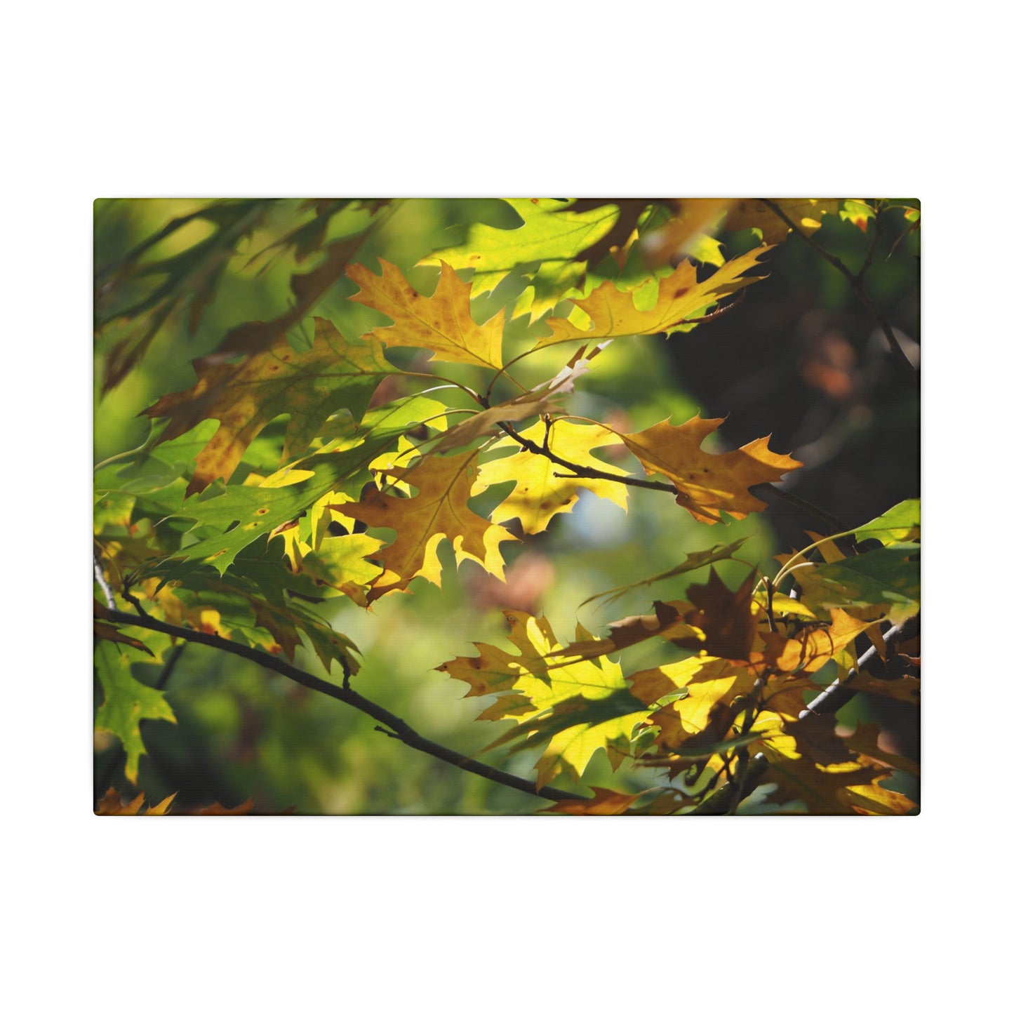 Canvas Art: Sun Smiling Through Autumn Leaves