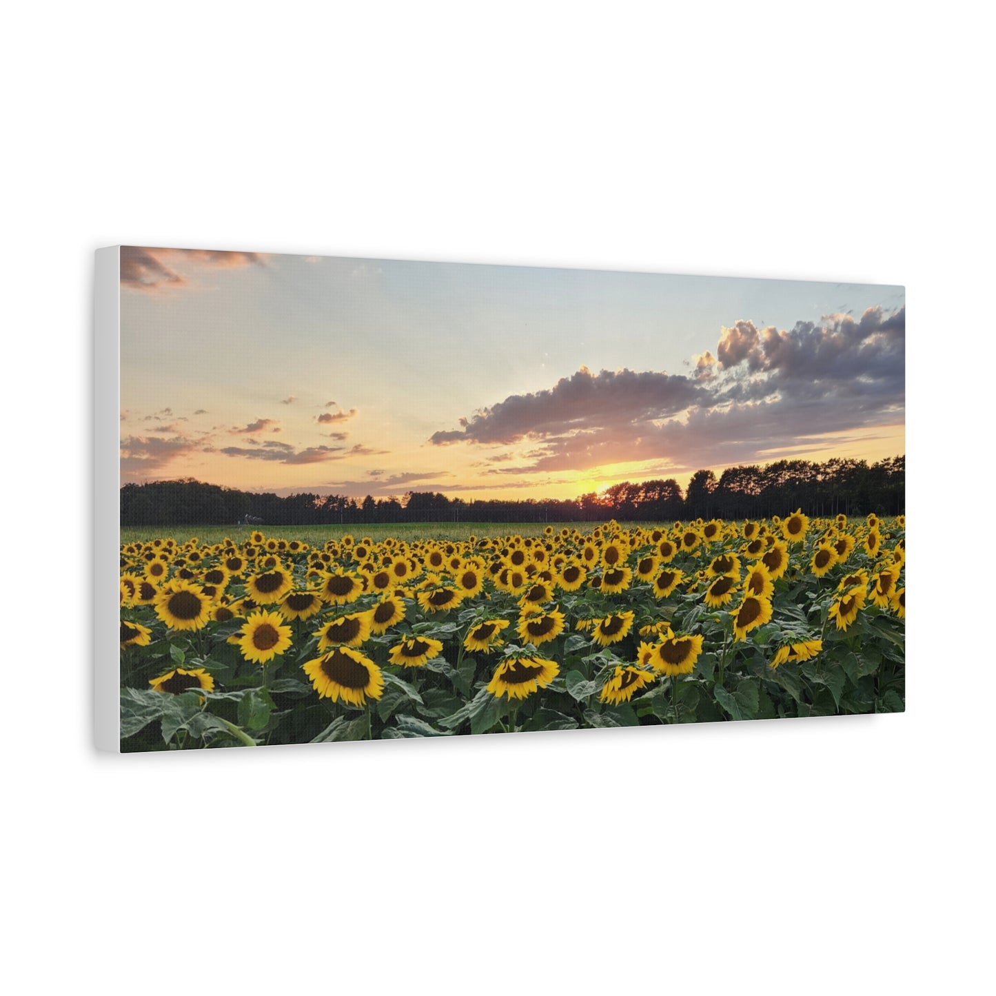 Serene Sunflower Field Sunset Matte Canvas Wall Art