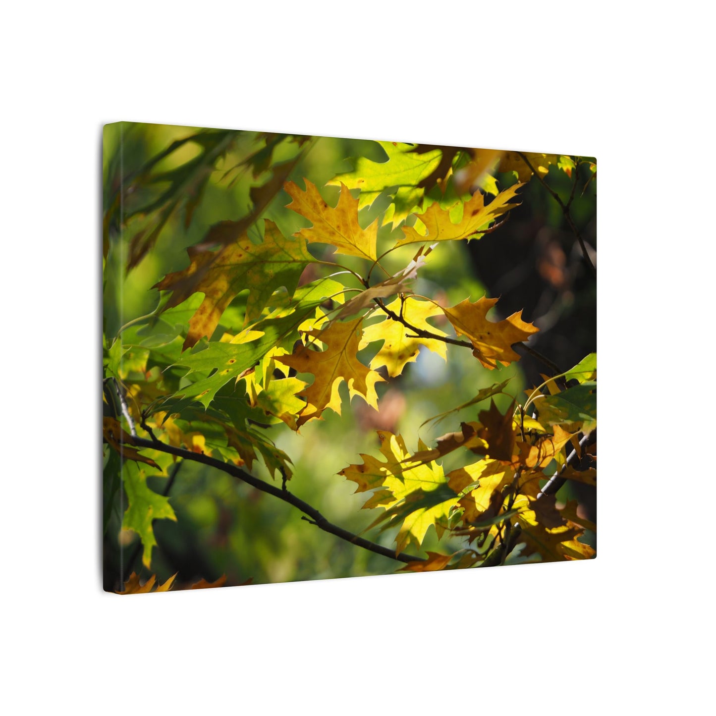 Canvas Art: Sun Smiling Through Autumn Leaves