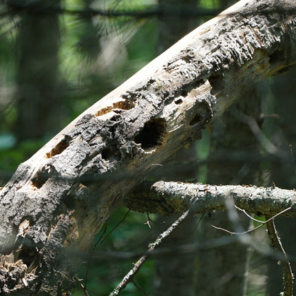 Collection image for: Boho