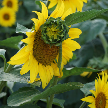 Collection image for: Nature