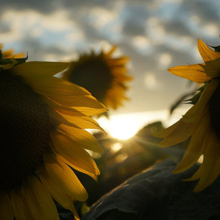 Collection image for: Art