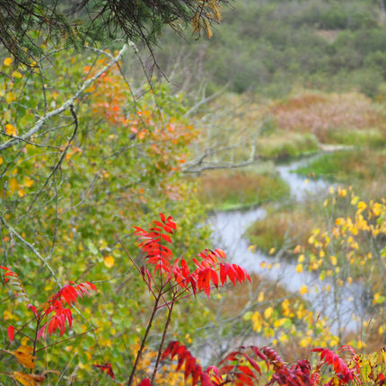 Collection image for: Mental Health