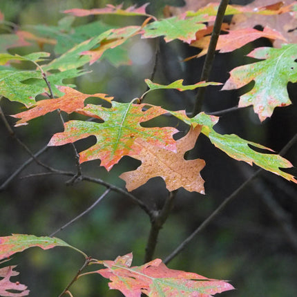 Collection image for: Empowerment