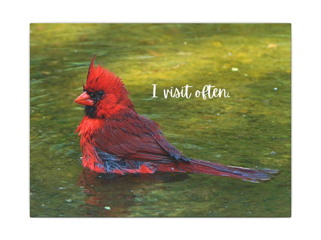 Canvas Print of Red Cardinal "I Visit Often" Art