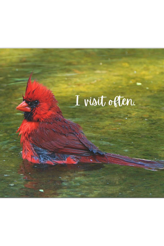 Canvas Print of Red Cardinal "I Visit Often" Art