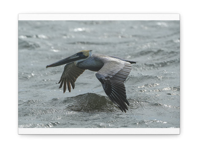 Pelican Over Surf Matte Canvas Print — Stretched 1.25"