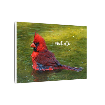 Red cardinal bird in water with 'I visit often' text on a white background