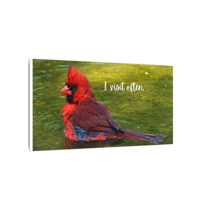 Canvas Print of Red Cardinal "I Visit Often" Art