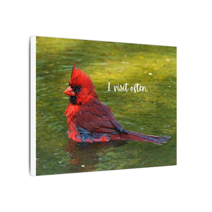 Red cardinal bird in water with text 'I visit often' on a white background