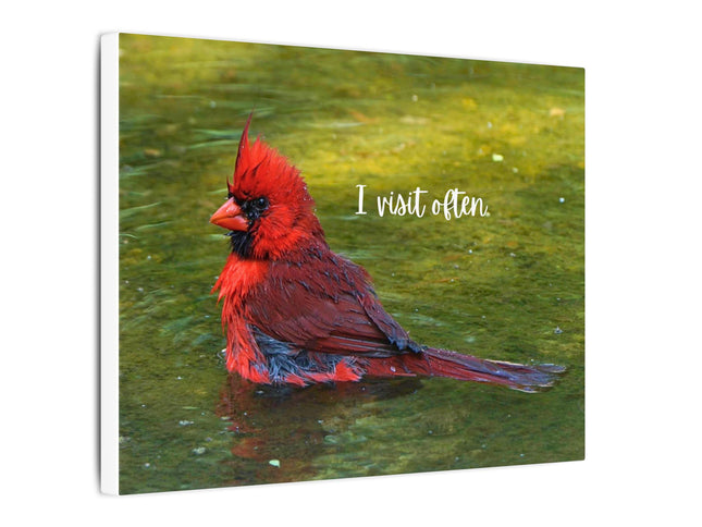 Red cardinal bird in water with text 'I visit often' on a white background