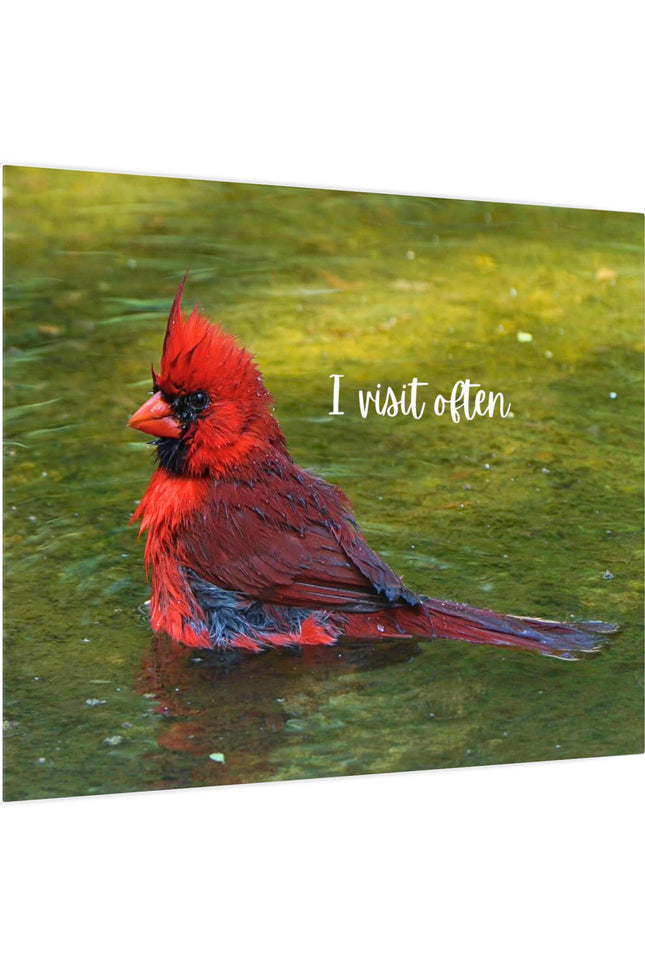 Canvas Print of Red Cardinal "I Visit Often" Art