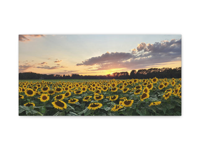 Sunflower field with a sunset sky