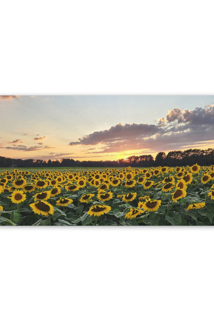 Serene Sunflower Field Sunset Matte Canvas Wall Art