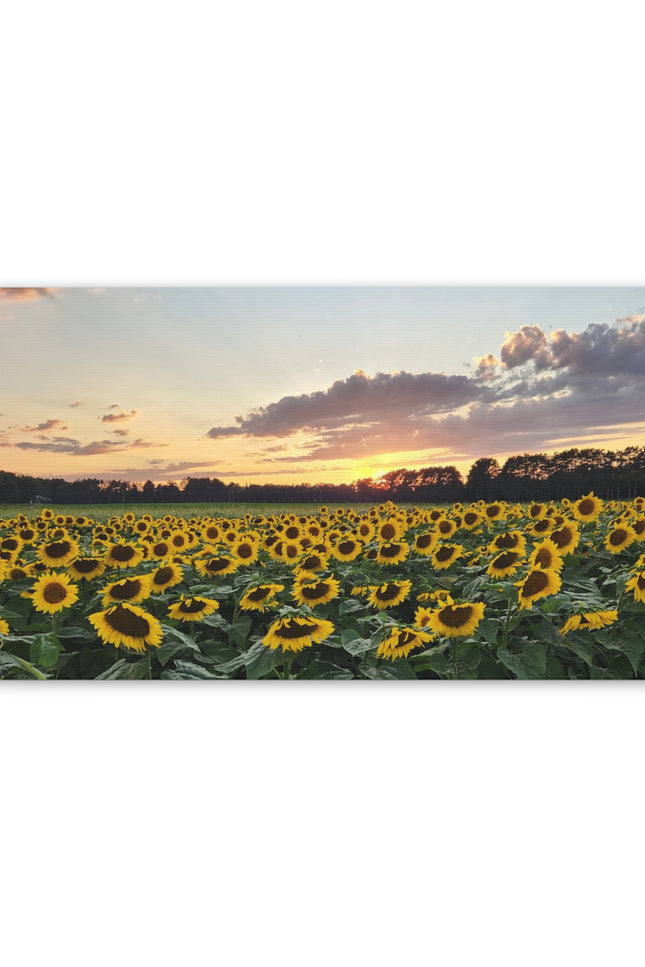 Serene Sunflower Field Sunset Matte Canvas Wall Art
