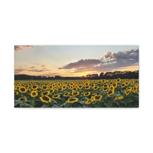 Serene Sunflower Field Sunset Matte Canvas Wall Art
