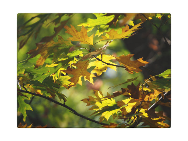 Canvas Art: Sun Smiling Through Autumn Leaves
