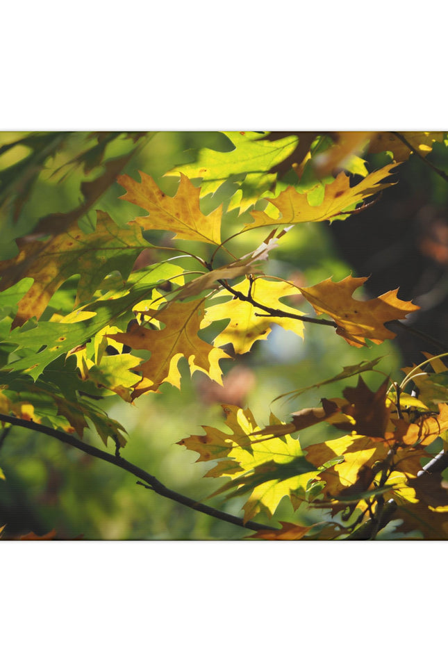 Canvas Art: Sun Smiling Through Autumn Leaves