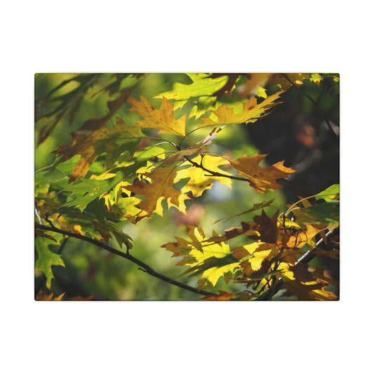 Canvas Art: Sun Smiling Through Autumn Leaves
