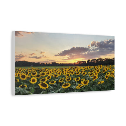 Sunflower field with a sunset sky