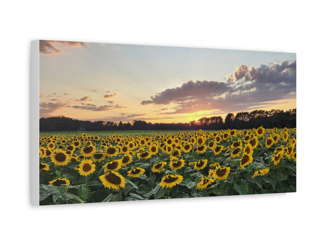 Sunflower field with a sunset sky
