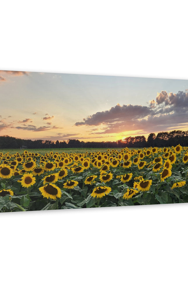 Serene Sunflower Field Sunset Matte Canvas Wall Art