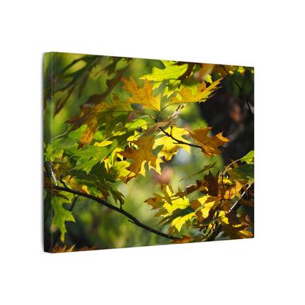 Canvas print of autumn leaves with a white border