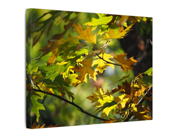Canvas print of autumn leaves with a white border