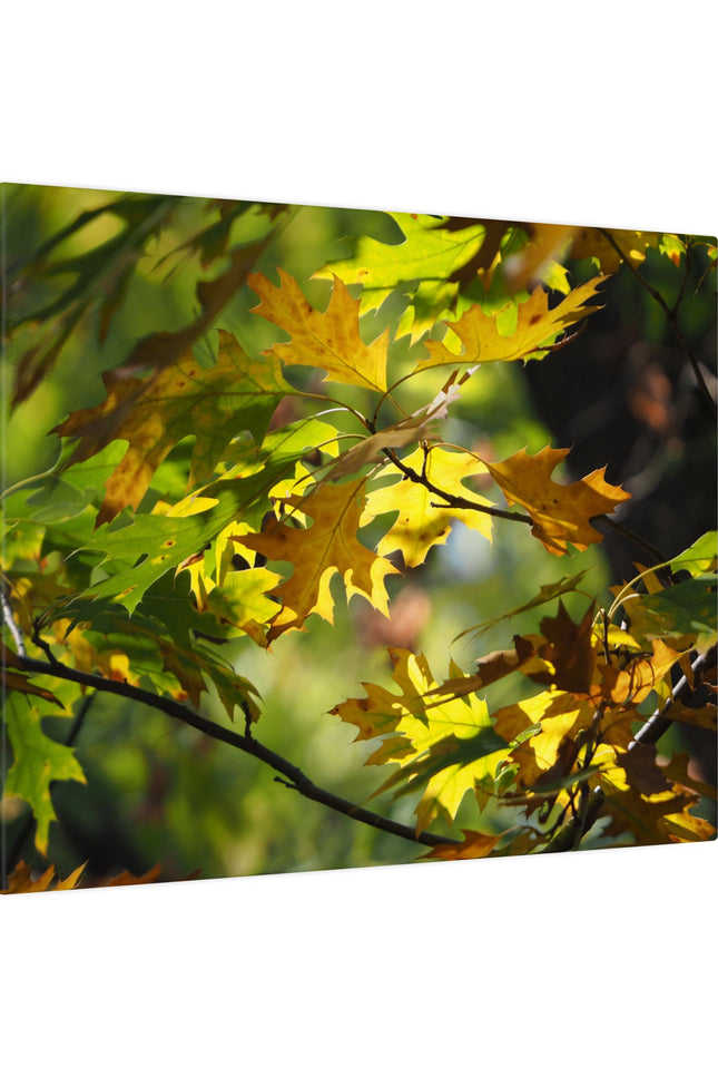 Canvas Art: Sun Smiling Through Autumn Leaves