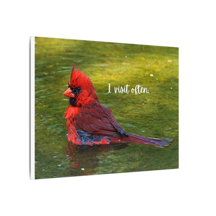 Canvas Print of Red Cardinal "I Visit Often" Art
