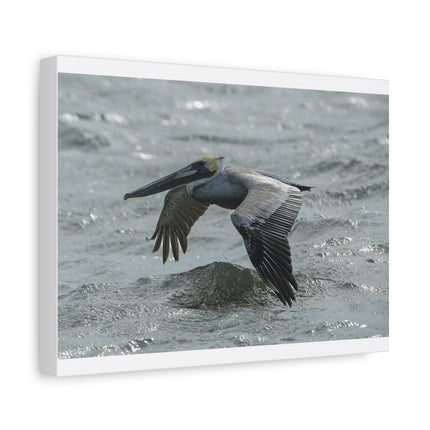 Pelican Over Surf Matte Canvas Print — Stretched 1.25"