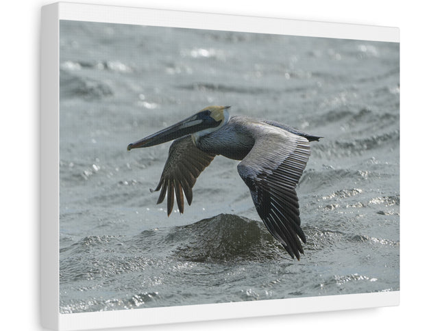 Pelican Over Surf Matte Canvas Print — Stretched 1.25"