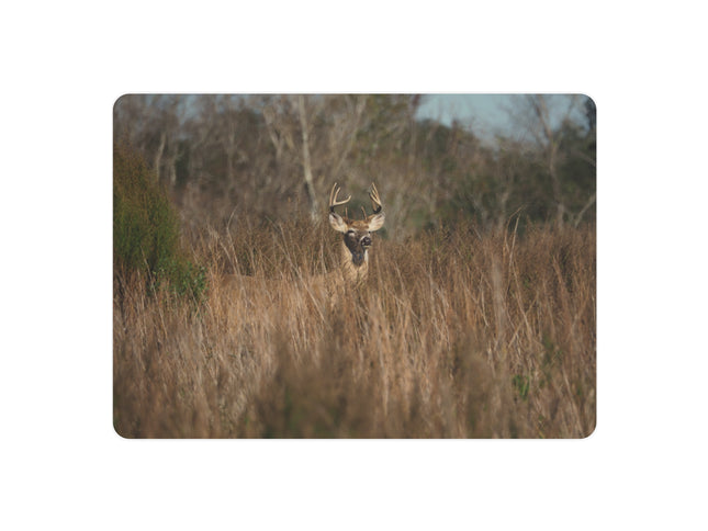Deer in a grassy field with trees in the background