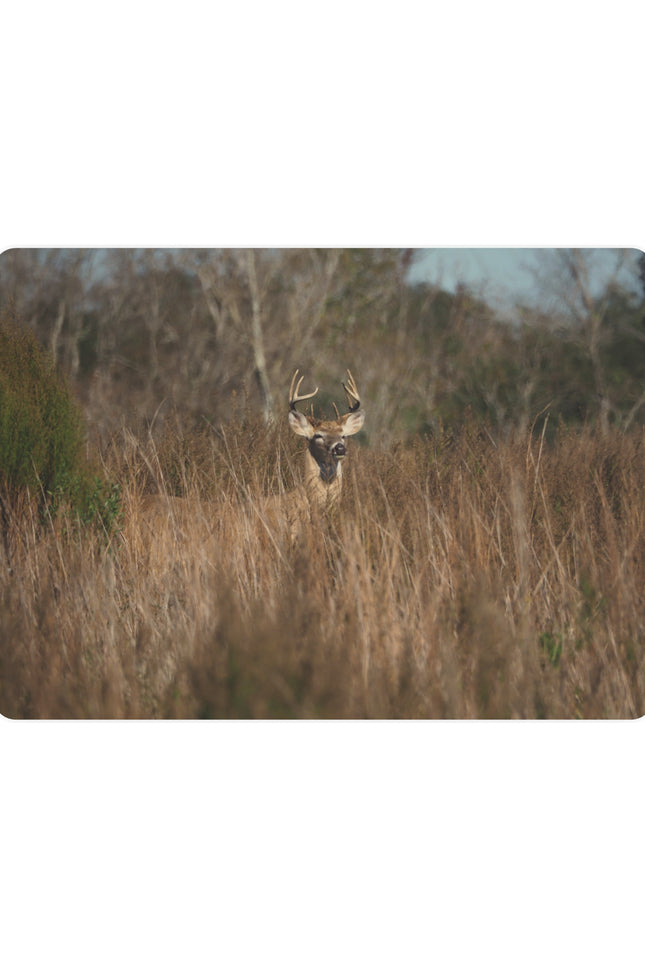 Deer in a grassy field with trees in the background