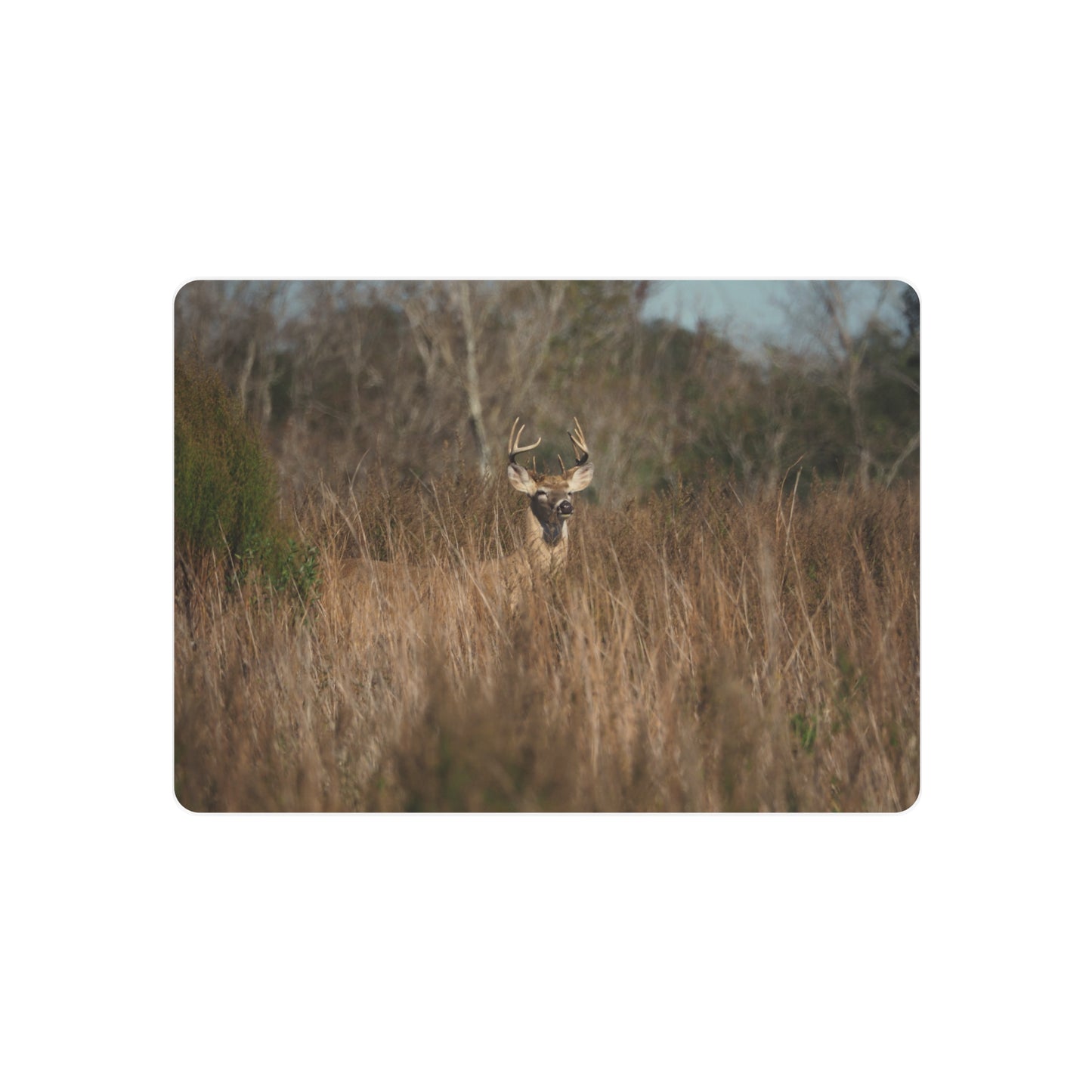 Deer in a grassy field with trees in the background