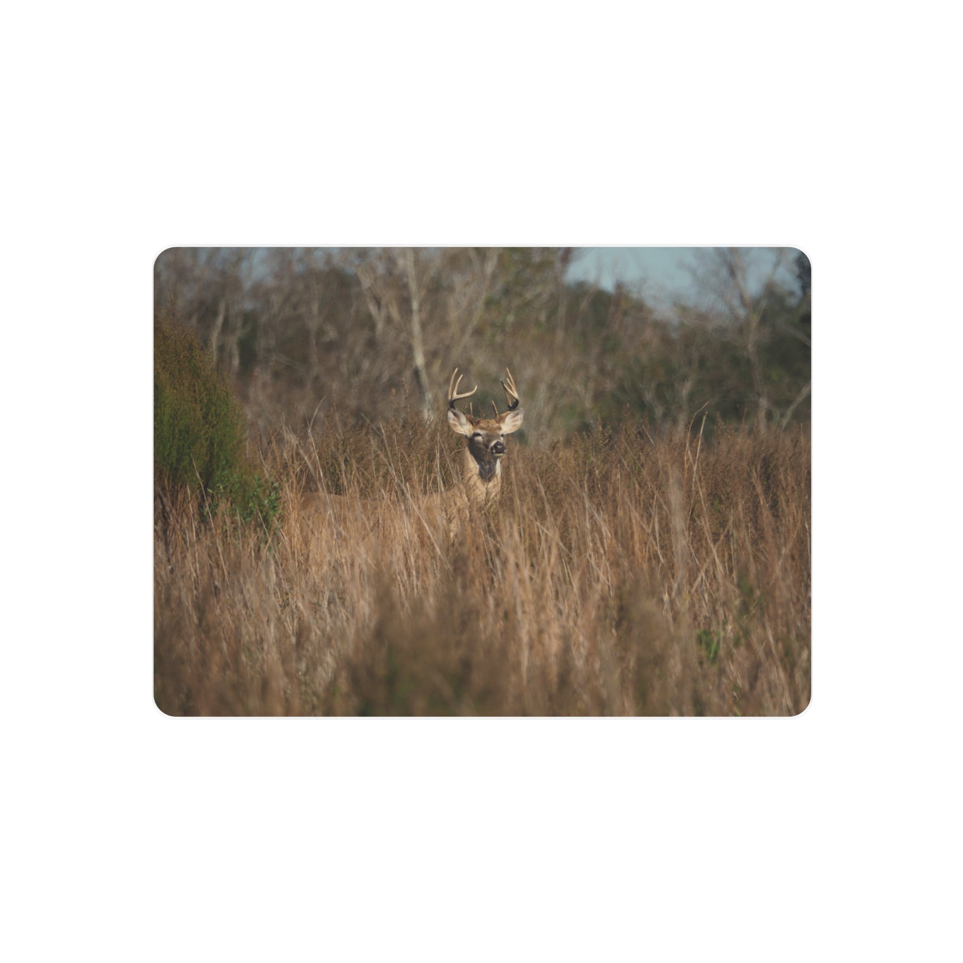Deer in a grassy field with trees in the background